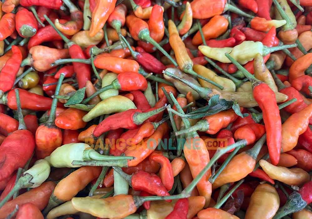Melonjak Tajam, Harga Cabai Rawit di Jatim Hari Ini Tembus Rp112 Ribu