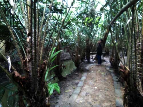 Kebun salak wedi. foto: Dhian Bintariana/ BANGSAONLINE