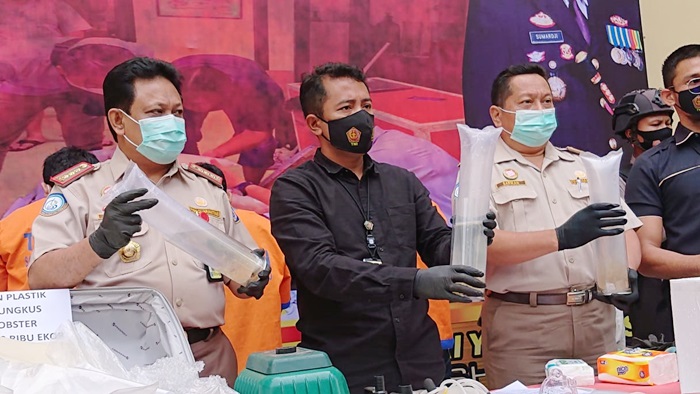 33 Ribu Baby Lobster Ilegal di Bandara Juanda Berhasil Diamankan