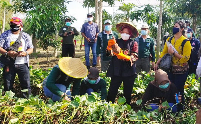 Bakal Jadi Pusat Agrowisata, Wali Kota Risma Gelar Panen Raya di BTKD Jeruk