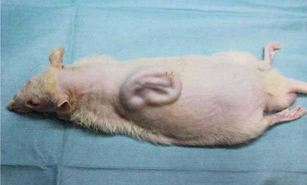 lihatlah, ada telinga menyembul di tubuh tikus. Tikus ini dijadikan 