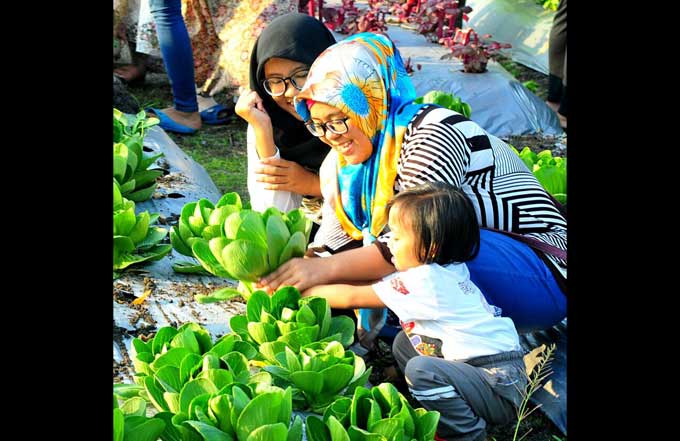 Masyarakat saat memetik sayur segar di Buncob PG. foto: SYUHUD/ BANGSAONLINE