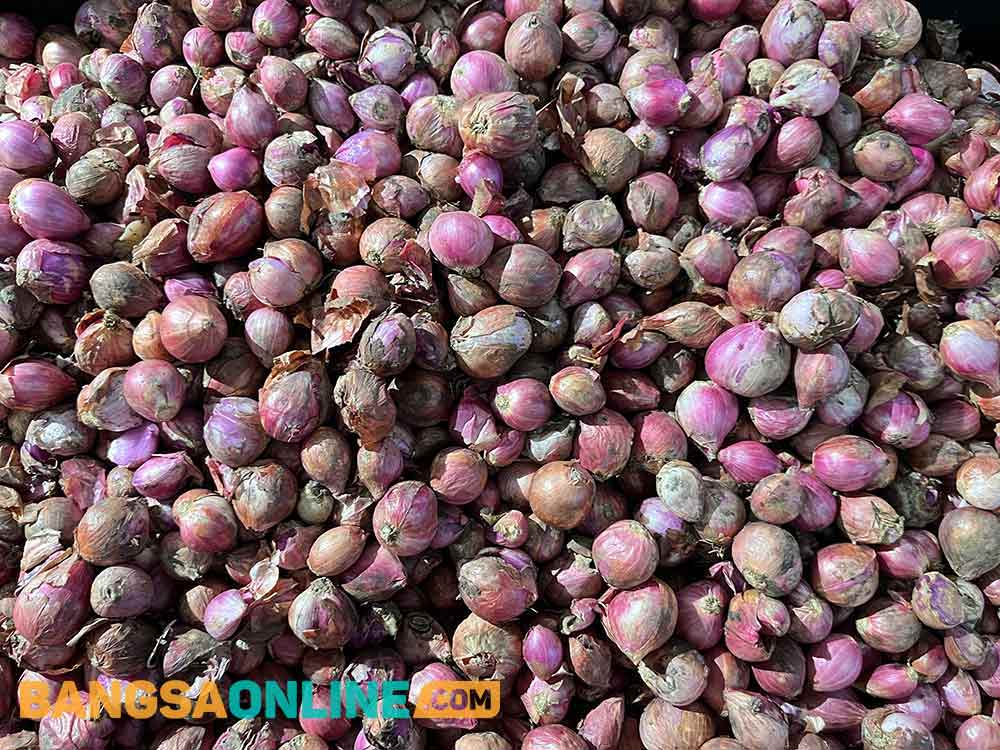 Foto: Sulthon/Bangsaonline.