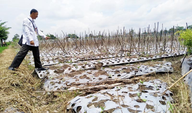 Salah satu petak sawah tampak porak poranda usai dilewati supporter yang mencari jalan untuk menuju Stadion Soepriadi Kota Blitar.