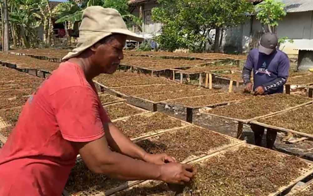 Petani di Bojonegoro sedang menjemur tembakau yang sudah dirajang.