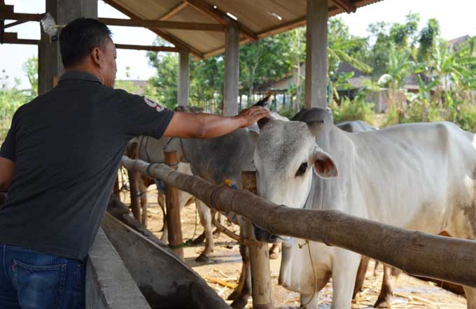 Salah seorang pedagang hewan qurban di Bojonegoro. foto: EKY NURHADI/ BANGSAONLINE
