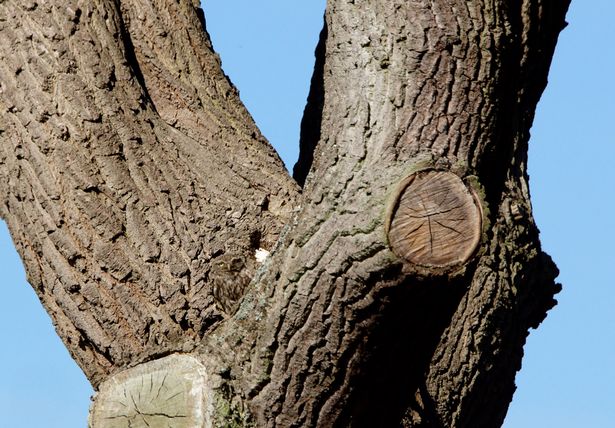 Di manakah si burung hantu? foto: mirror.co.uk