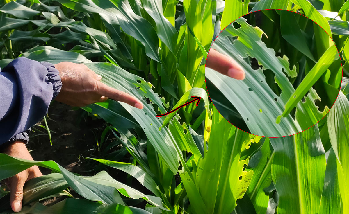 Salah seorang petani sedang menunjukkan tanaman jagung yang terserang ulat grayak di Desa Gogorante Kecamatan Ngasem, Kabupaten Kediri. foto: MUJI HARJITA/ BANGSAONLINE
