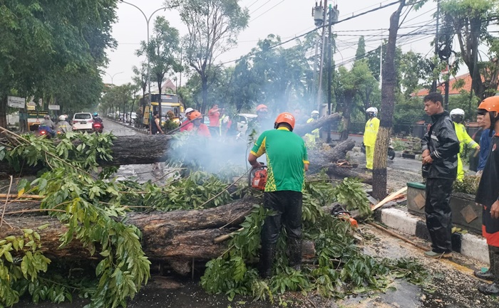 Petugas berjibaku memotong dan membersihkan tumbangan pohon tua yang melintang di Jalan Dr Wahidin SH Kebomas. foto: SYUHUD/ BANGSAONLINE