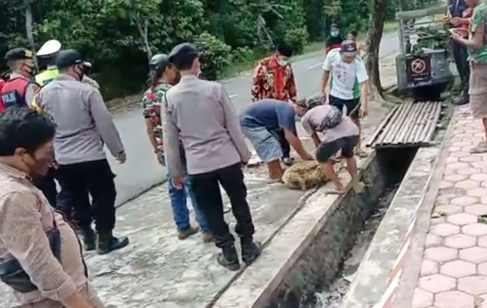 Warga Desa Tegalrejo saat menyembelih kambing untuk merayakan ditahannya Sekdes AA.
