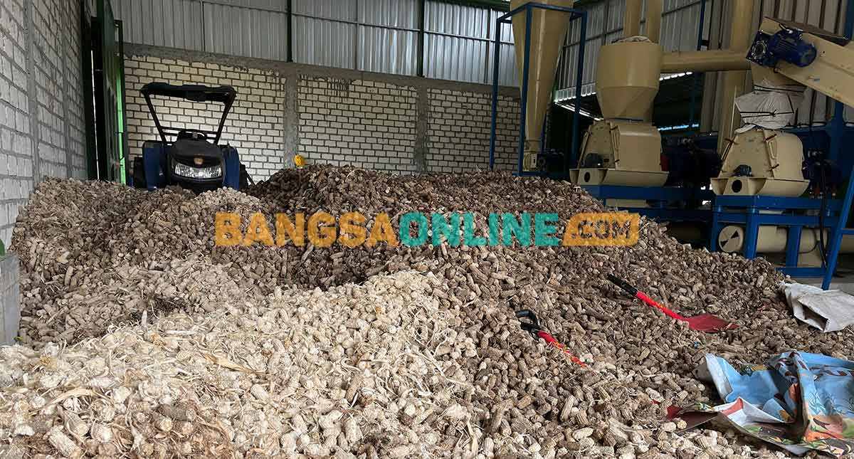 Limbah pertanian jagung yang dikelola koperasi ECN dan siap menjadi bahan baku di PLTU Tanjung Awar-Awar. Foto: SUWANDI/BANGSAONLINE