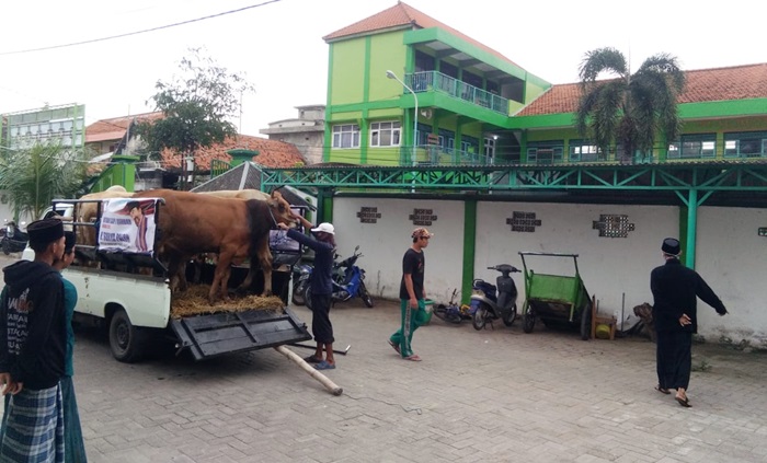 Sapi kurban yang dikirim Ketua Umum DPP NasDem Surya Paloh saat tiba di Ponpes Almuniroh. foto: ist.