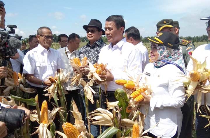 Amran Sulaiman didampingi Wabup Lamongan Kartika Hidayati saat panen raya jagung.