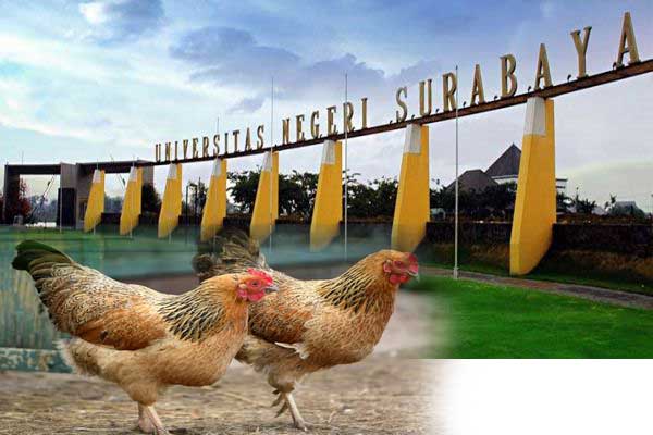 Dekat Unesa ada yang jualan ayam kampus. 