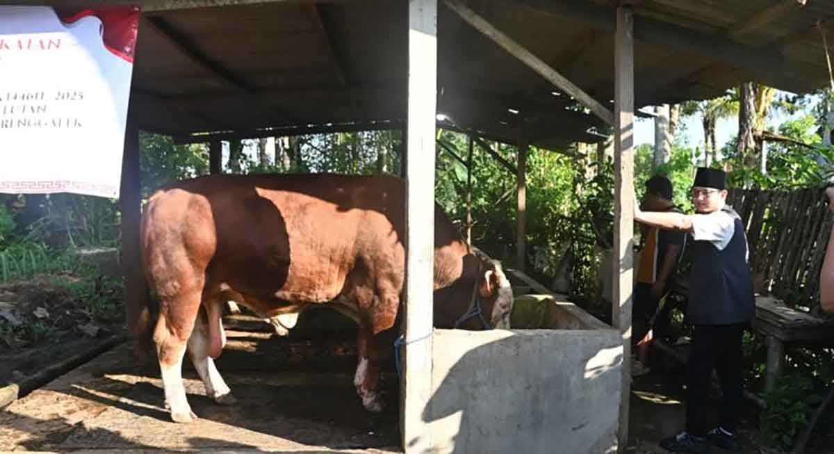 Bupati Trenggalek saat meninjau kandang sapi di Desa Gembleb, Kecamatan Pogalan.