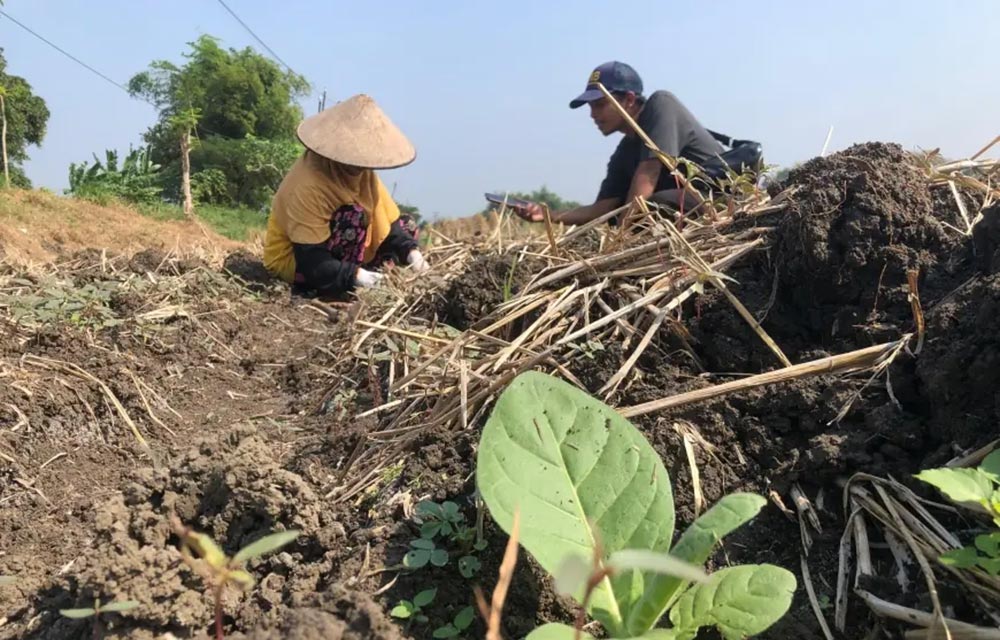 Ilustrasi petani sedang melakukan tanam tembakau.