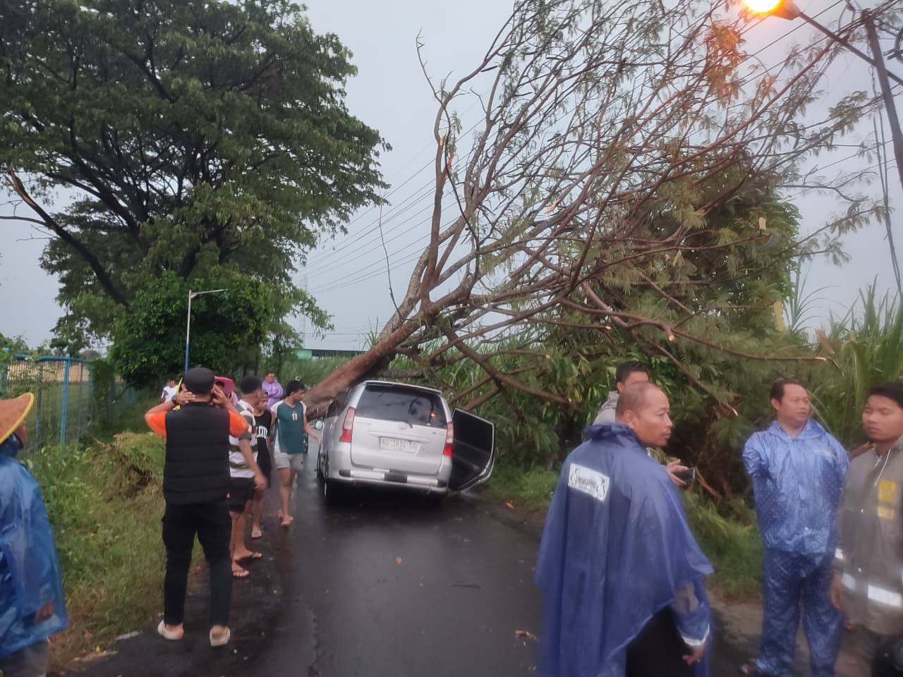 Pohon tumbang yang menimpa sebuah mobil.(Ist).
