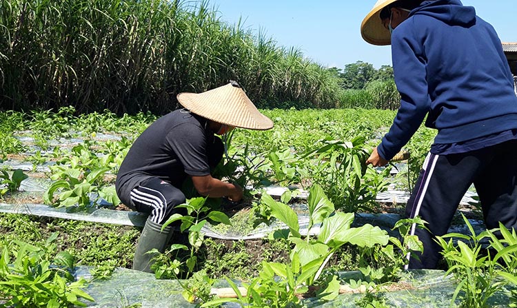 Basori (duduk) saat memanen sayuran yang selanjutnya dibagikan secara gratis kepada warga yang membutuhkan. (foto: MUJI/ BANGSAONLINE)