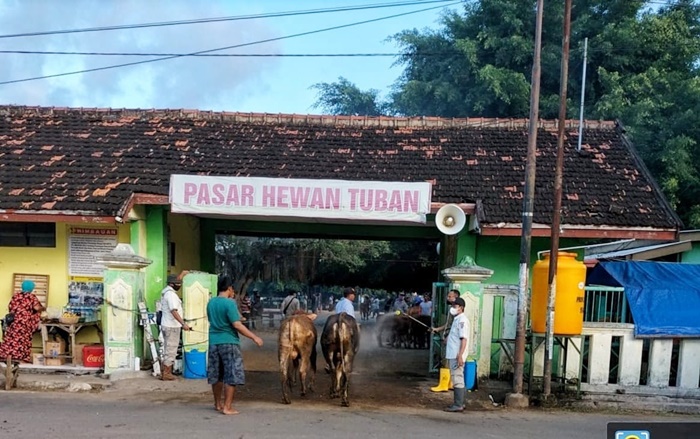 678 Ternak Terjangkit PMK dan 6 Sapi Mati, 3 Pasar Hewan di Tuban Ditutup
