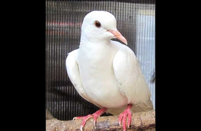 Burung perkutut putih