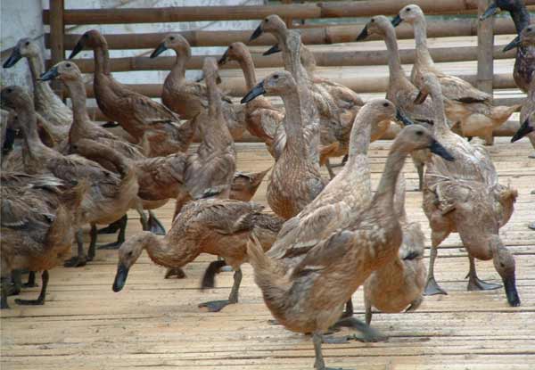 Usai Daging Sapi dan Daging Ayam, kini Daging Bebek ikutan Meroket