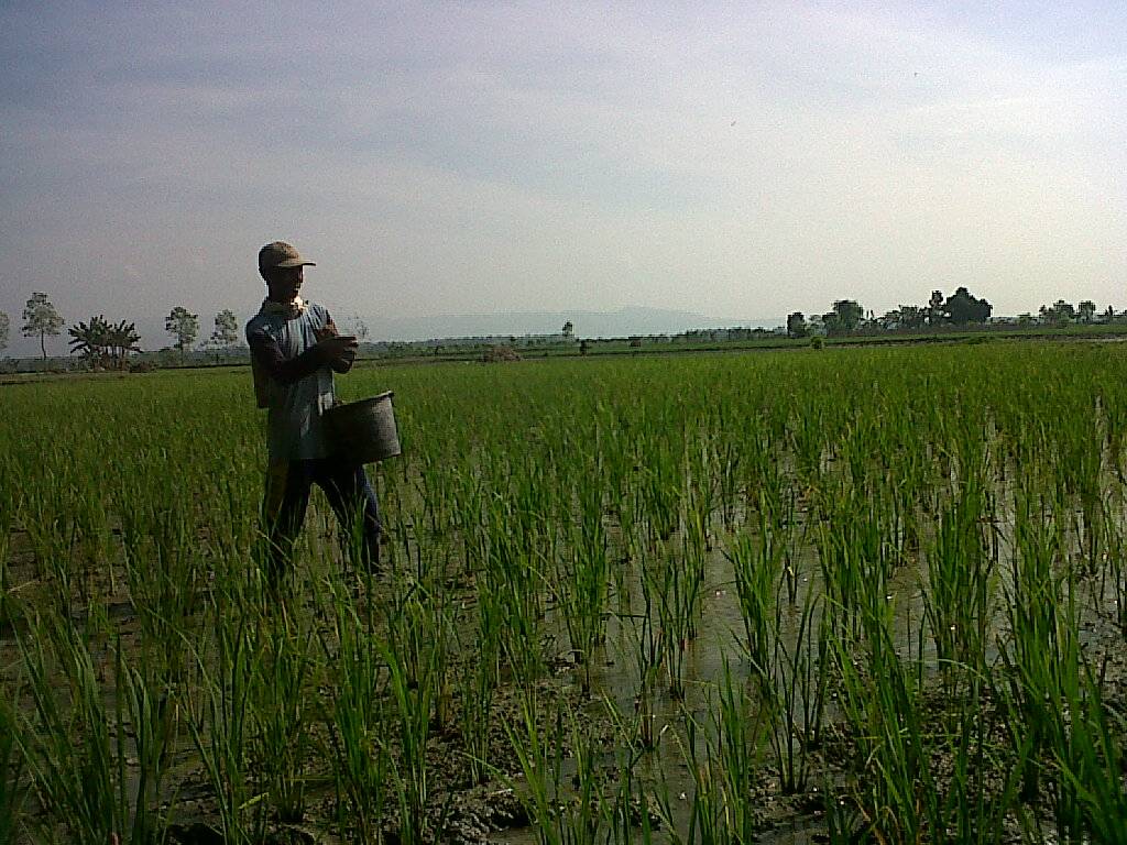 MULAI LANGKA – Seorang petani tengah menaburkan pupuk pada tanaman padi di Desa Bonorejo, Kecamatan Gayam Kabupaten Bojonegoro, Senin (26/5/2014). foto eky nurhadi/BangsaOnline