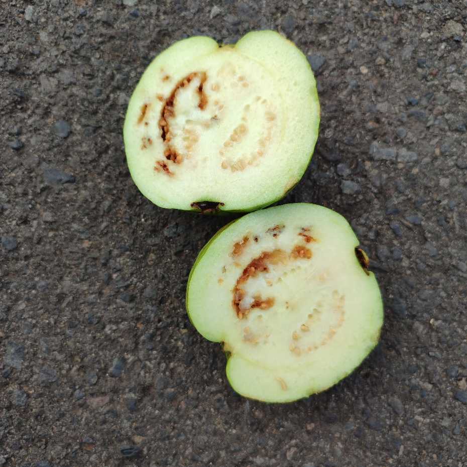 Kondisi buah jambu yang ditemukan di paket MBG
