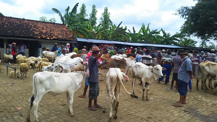 Tampak para pedagang kambing dan sapi sedang bertransaksi di Pasar Hewan, Kecamatan Kerek, Kabupaten Tuban, Rabu (28/2).