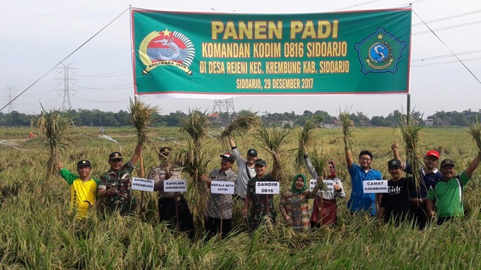 Dandim 0816 Sidoarjo turun ke sawah awali musim tanam dan panen raya mewujudkan ketahanan pangan dan ketahanan negara.
