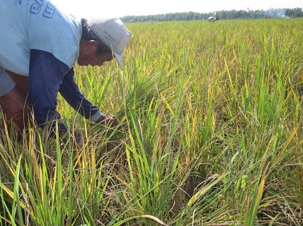   Diserang Hama Sundep dan Ulat, Petani Merakurak Terancam Gagal Panen