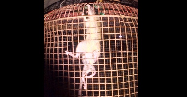 ANEH -  Tikus berkaki enam yang ditemukan Gus Blain. (Imron/BANGSAONLINE)