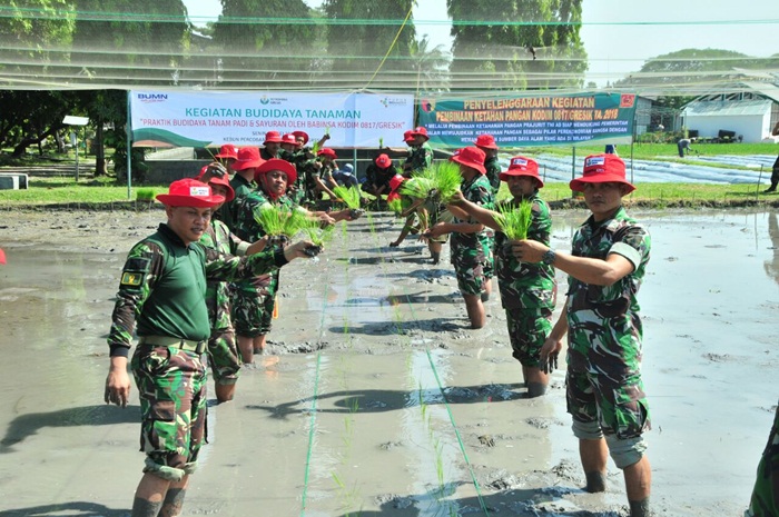 Aktivitas Anggota Kodim 0817 Gresik Saat Praktek Budidaya Pertanian di areal Buncob Pusat Riset PG . Foto: SYUHUD A/BANGSAONLINE

