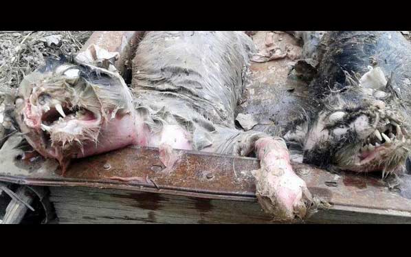 Ini vampire apa kucing sih? foto: repro mirror.co.uk