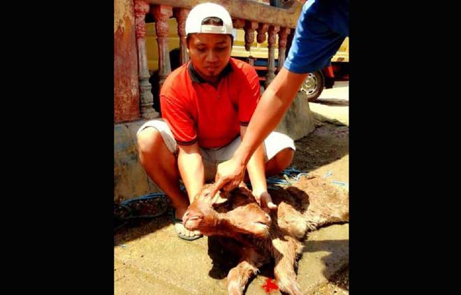 Kondisi sapi berkepala dua