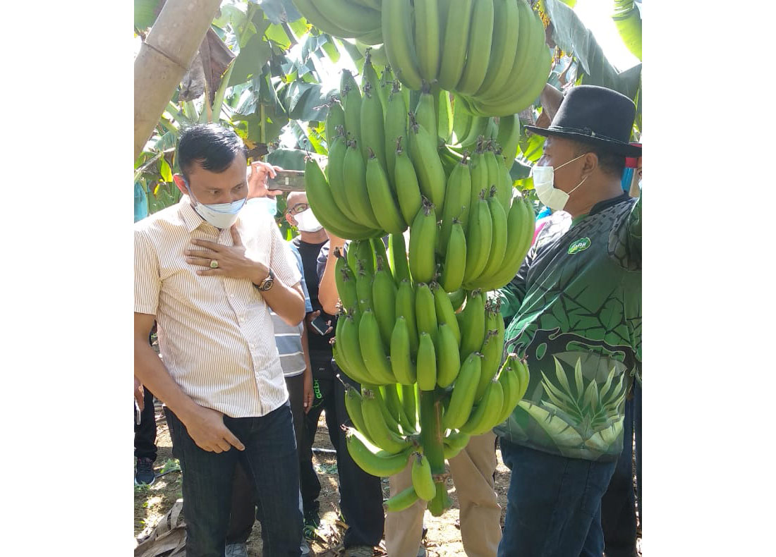 Jihad Ekonomi Petani Santri H. Sholahuddin, Bisa Kirim Pisang Cavendish 5 Ton per Hari